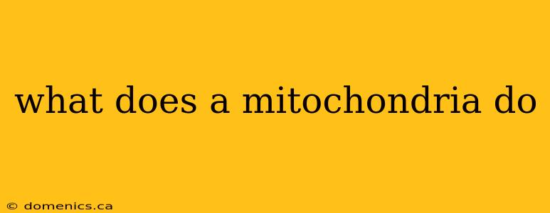 what does a mitochondria do