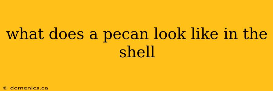 what does a pecan look like in the shell