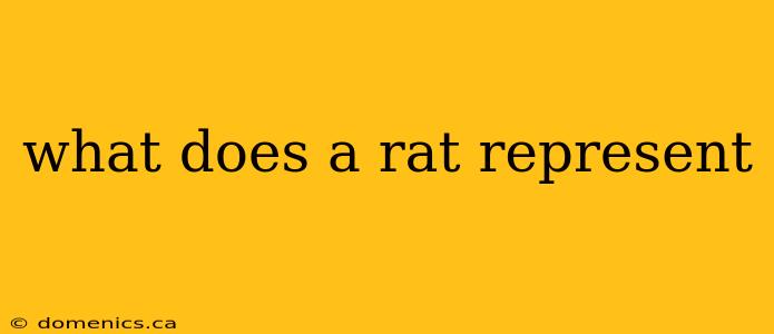 what does a rat represent