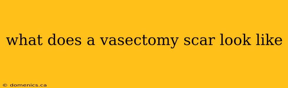 what does a vasectomy scar look like