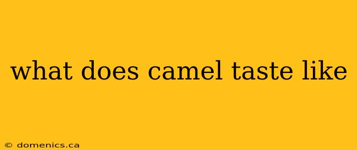 what does camel taste like