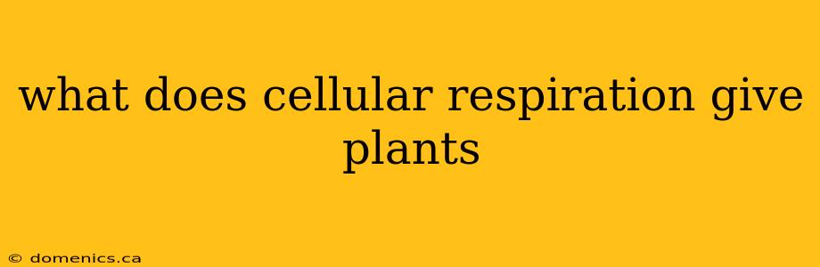 what does cellular respiration give plants