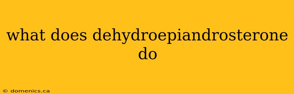 what does dehydroepiandrosterone do