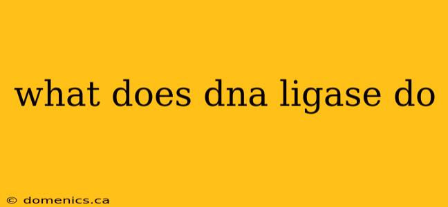 what does dna ligase do