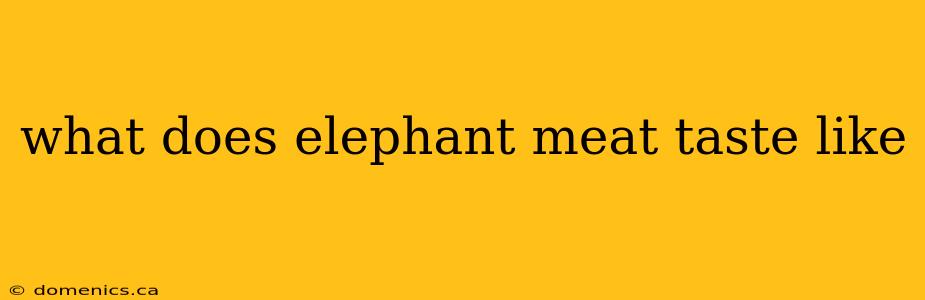 what does elephant meat taste like