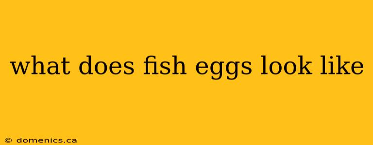 what does fish eggs look like