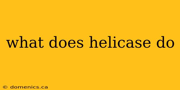 what does helicase do