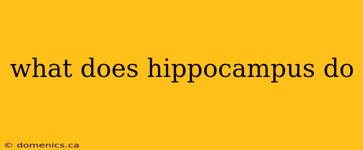 what does hippocampus do