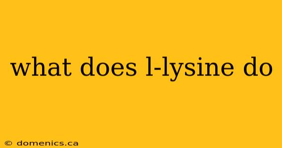 what does l-lysine do