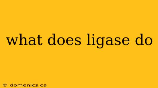 what does ligase do