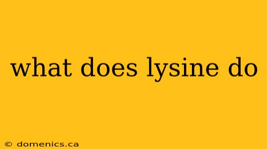 what does lysine do