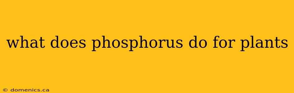 what does phosphorus do for plants