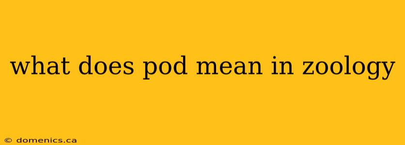 what does pod mean in zoology