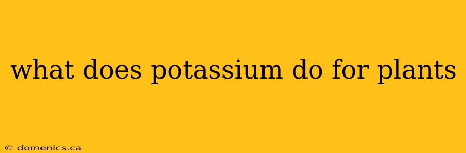 what does potassium do for plants