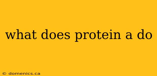 what does protein a do