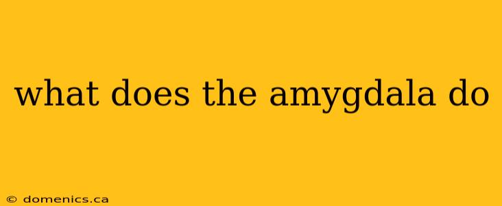 what does the amygdala do