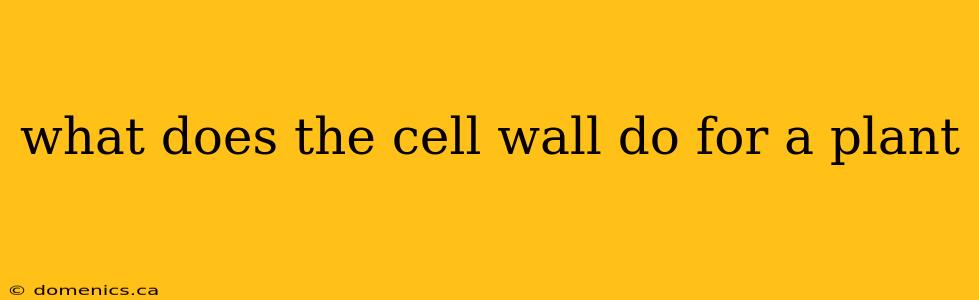 what does the cell wall do for a plant