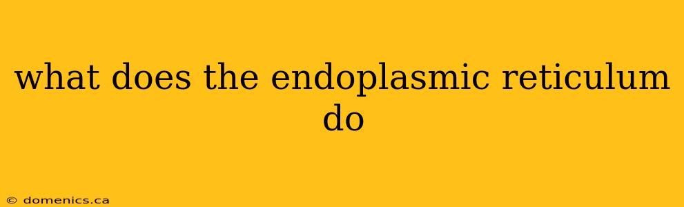 what does the endoplasmic reticulum do