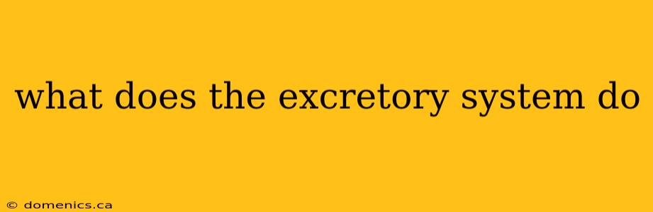 what does the excretory system do