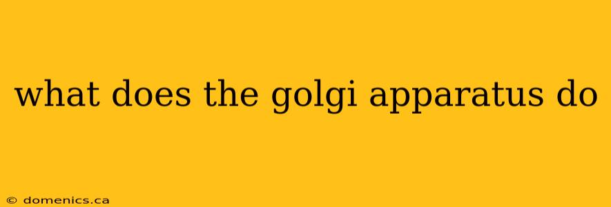 what does the golgi apparatus do