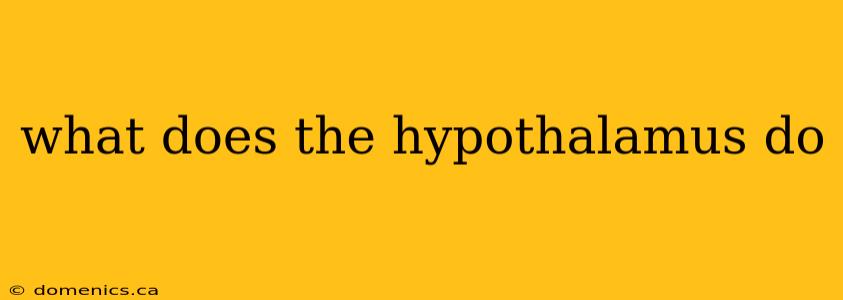 what does the hypothalamus do