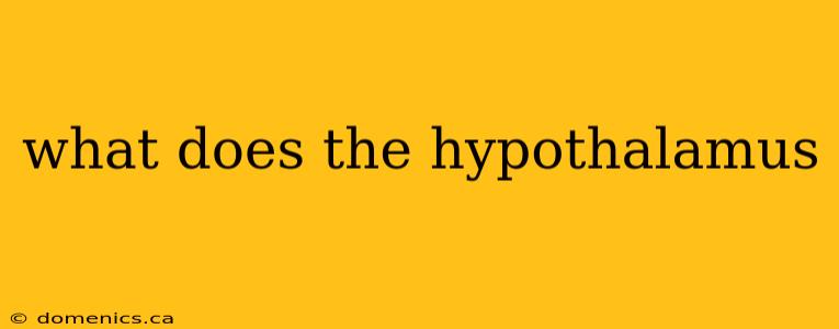 what does the hypothalamus