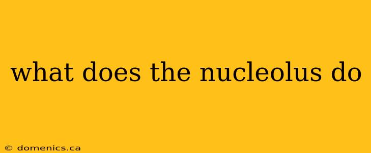 what does the nucleolus do