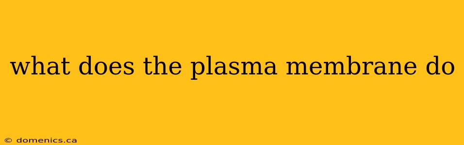 what does the plasma membrane do