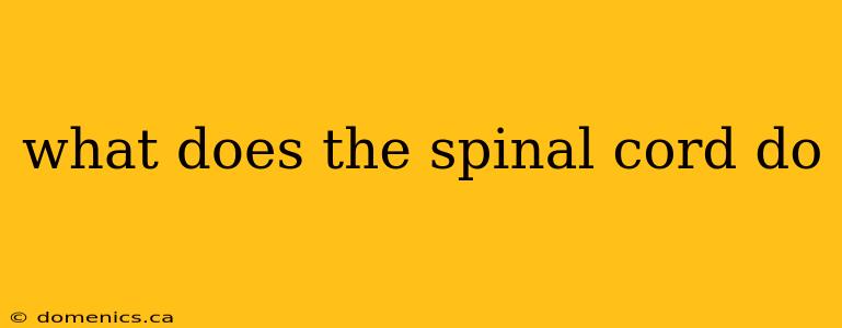 what does the spinal cord do