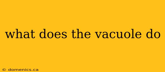 what does the vacuole do