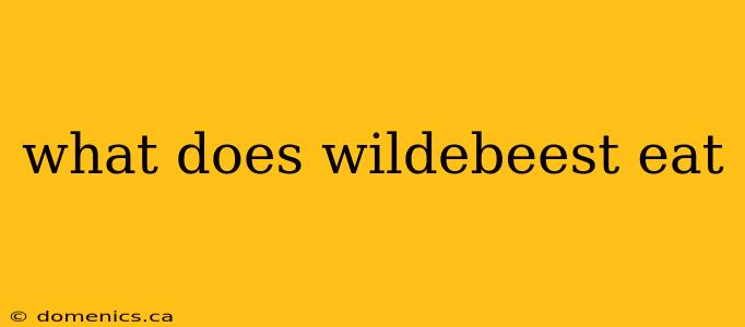 what does wildebeest eat