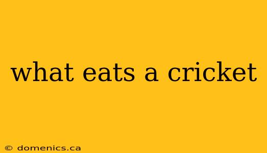 what eats a cricket