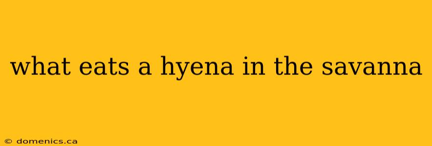 what eats a hyena in the savanna