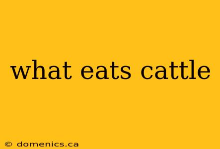 what eats cattle