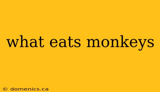 what eats monkeys