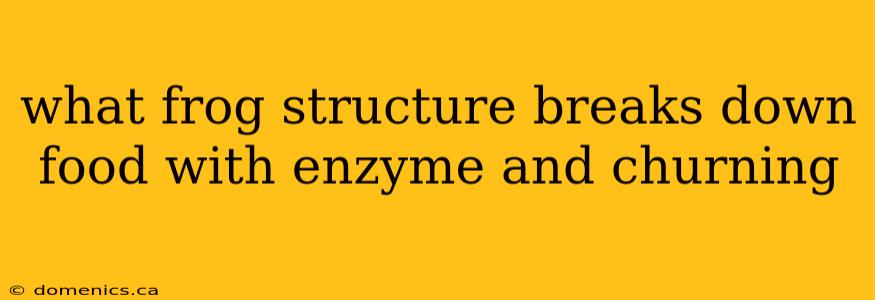 what frog structure breaks down food with enzyme and churning