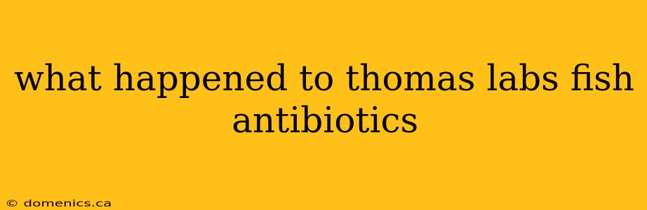 what happened to thomas labs fish antibiotics