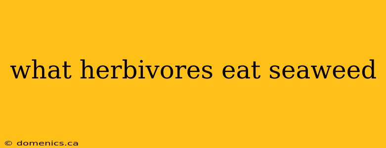 what herbivores eat seaweed