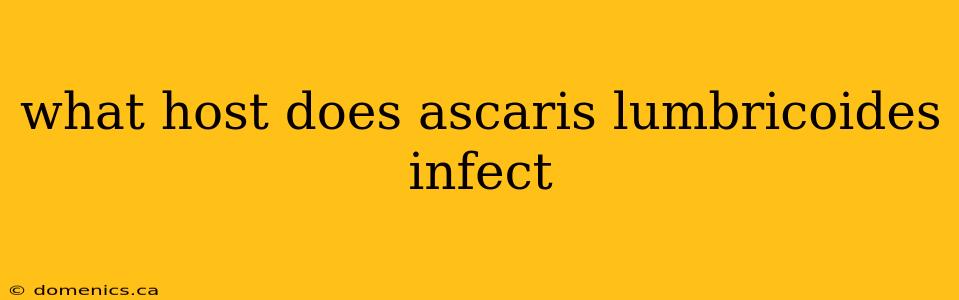 what host does ascaris lumbricoides infect