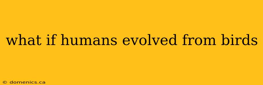 what if humans evolved from birds