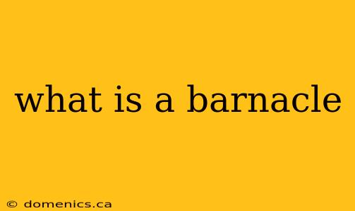 what is a barnacle