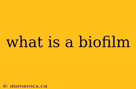 what is a biofilm