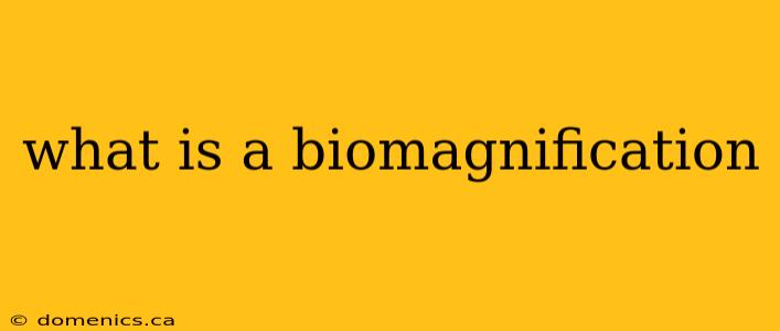 what is a biomagnification