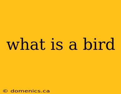 what is a bird