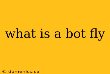 what is a bot fly