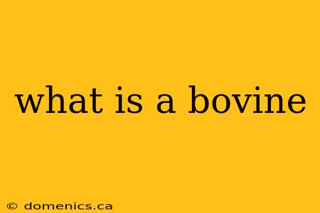 what is a bovine