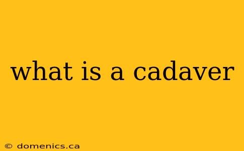 what is a cadaver