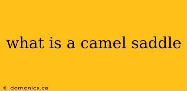 what is a camel saddle