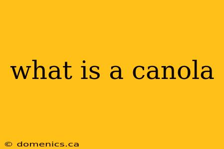 what is a canola