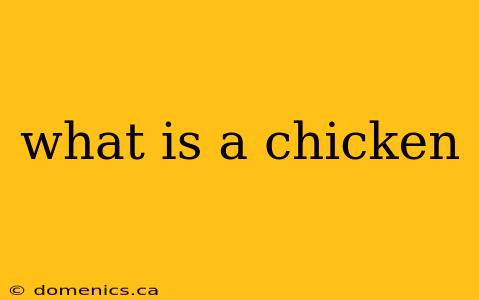 what is a chicken